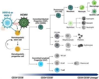 Frontiers | hematopoietic stem cells and betaherpesvirus latency